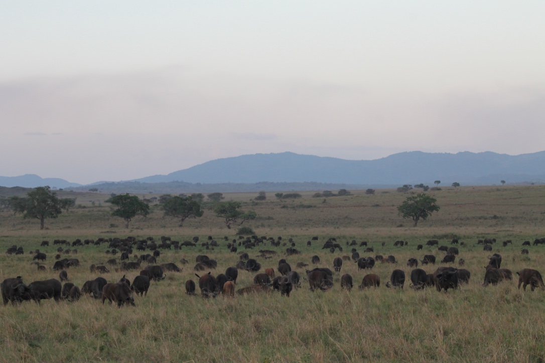 Wildlife on the Kenyan savanna