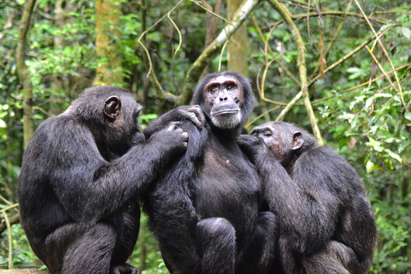 Chimpanzees in Kibale and Queen Elizabeth u2014 Uganda