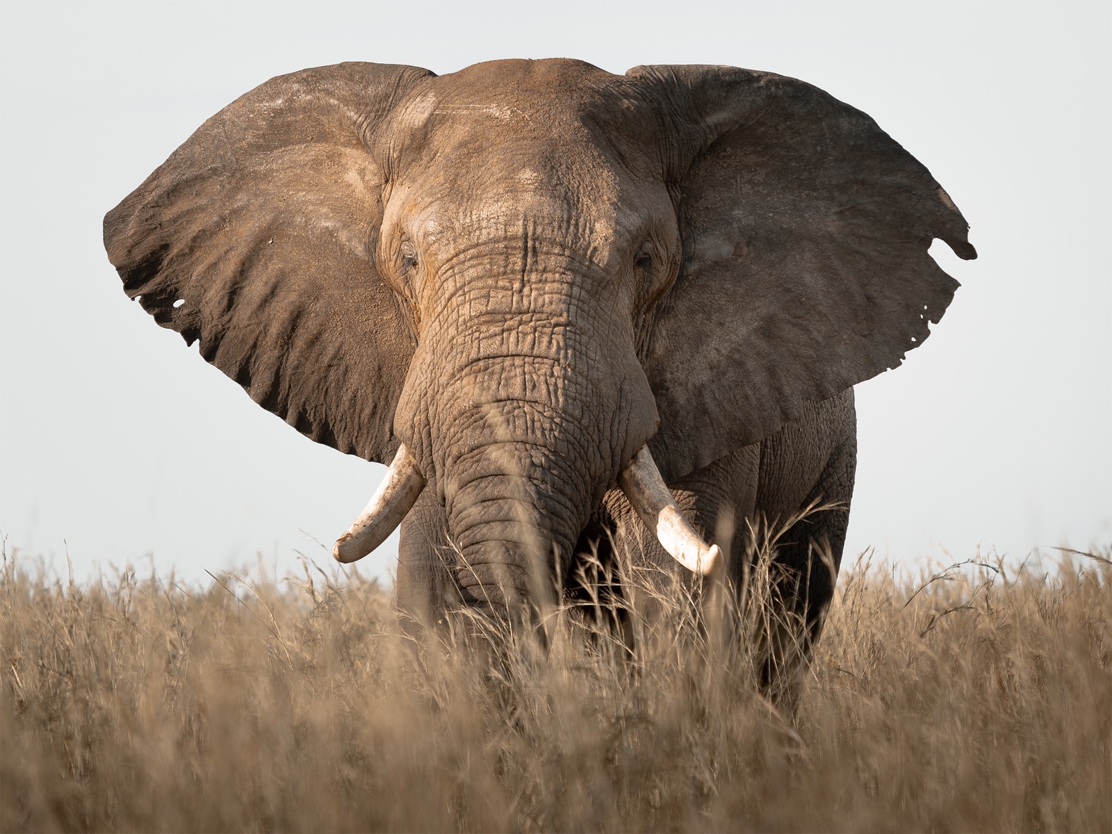 Elephants at Murchison Falls u2014 Nile delta and savanna, Uganda