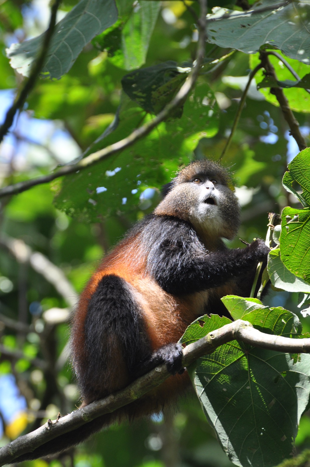 Golden monkey u2014 Rwanda primate safari, Volcanoes National Park