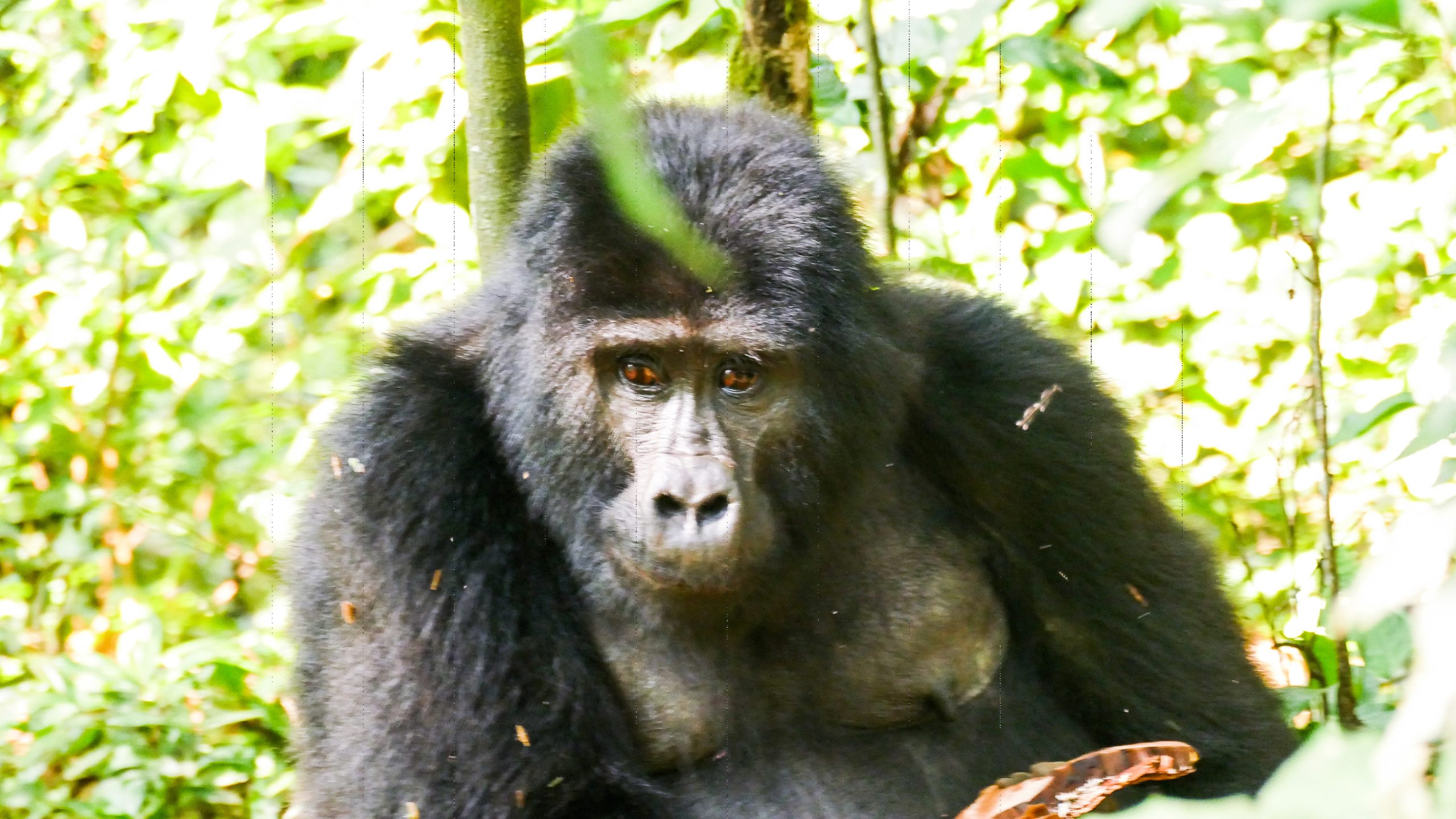 Mountain gorilla trekking u2014 Bwindi, Uganda