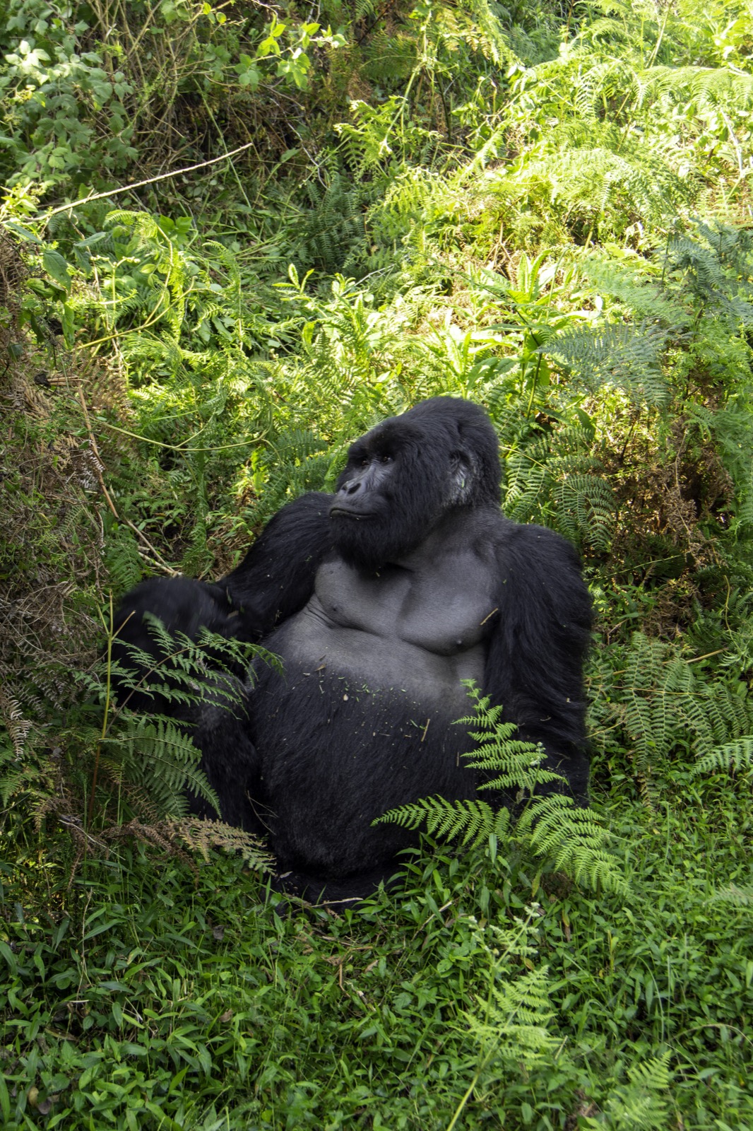 Luxury gorilla journey u2014 Volcanoes and Bwindi, Rwanda & Uganda