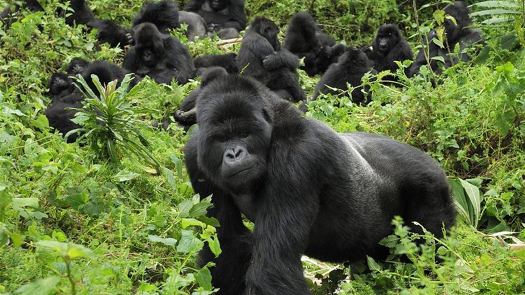 Gorilla Trekking in Uganda and Rwanda